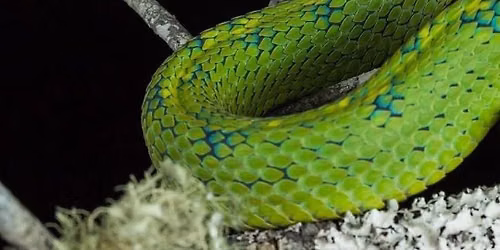 Level 2C Introduction to Venomous Snakes in Captivity - Jacksonville, FL and Melrose, FL
