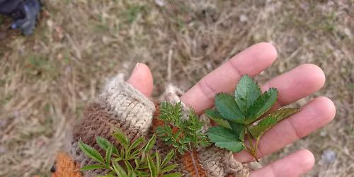 Edible Wild Plants -walk at Puijo (in english)
