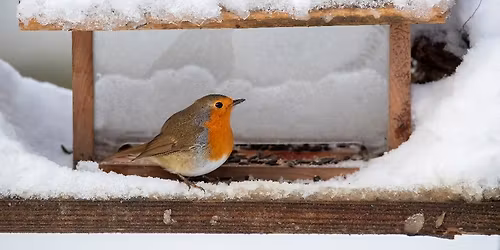 Accueillir les oiseaux des jardins : comprendre, observer et prot\u00e9ger