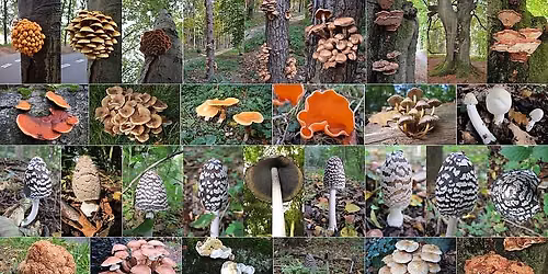 Fungi 101