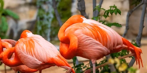 Alamo City Animal Encounters at San Antonio Zoo
