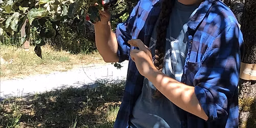 Summer Fruit Tree Pruning