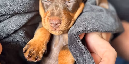 Dachshund Puppy Therapy & \ud83c\udf55 Leicester
