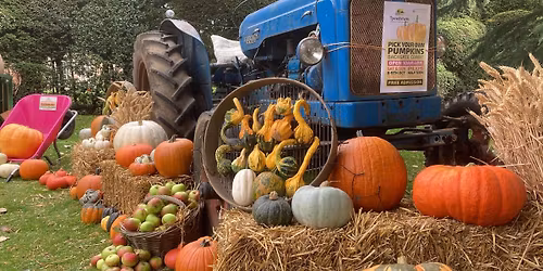 PYO Pumpkins 