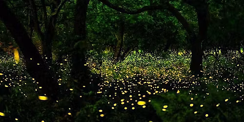 Lucciolata Parco delle Cave Milano - Fireflies Walking - 18 Maggio