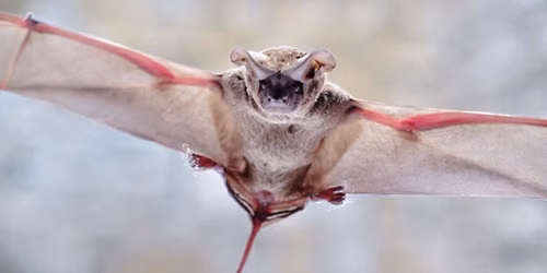 Bats After Dark: Night Hike