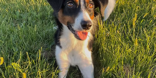 Phoebe\u2019s Nature Bingo!