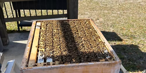 Live Bee Presentation w\/a display hive
