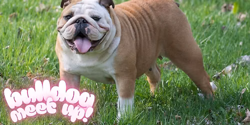 Bulldog Meet Up