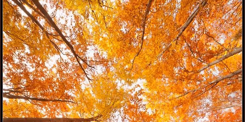 COSTELLAZIONI FAMILIARI SENIGALLIA 