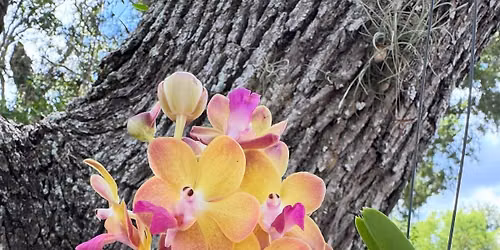 Nature Coast Orchid Society September Meeting