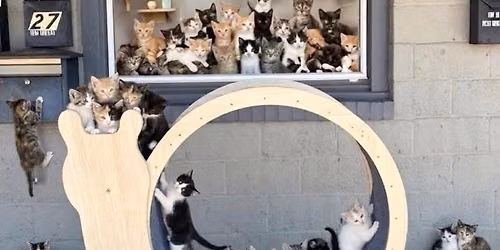 KITTENPALOOZA with Aunt Helen\u2019s Cats in Need