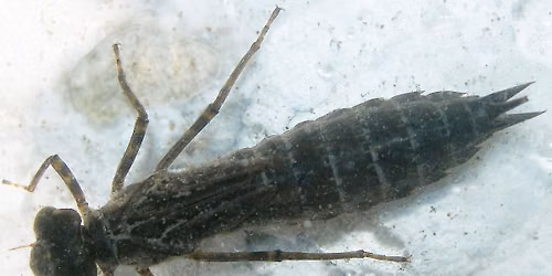 What can we find in a pond program (Ages 7-10)