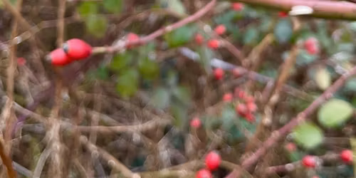 DHC November Meeting