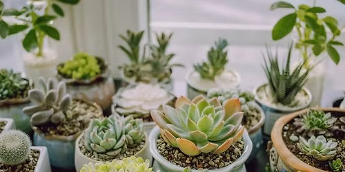 Build Your Own Succulent Arrangement Workshop!