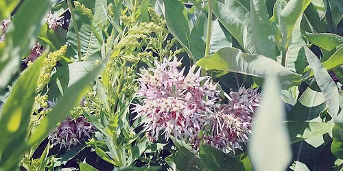 Know Your Native Plants