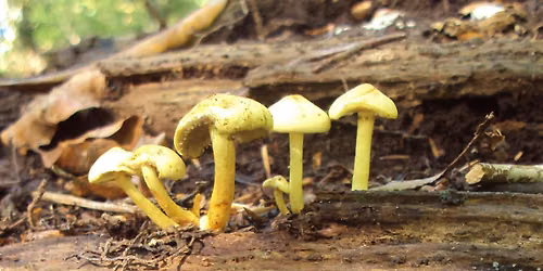 Buile Hill Fungi Walk