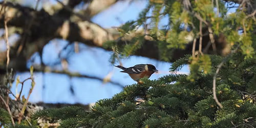Spring Warbler Walks: Park Point Recreation Area