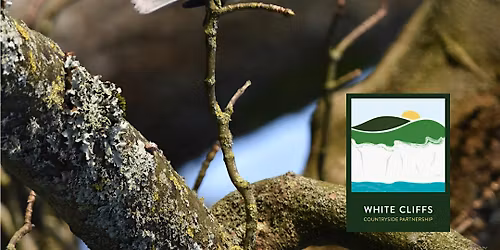 Betteshanger Guided Walk