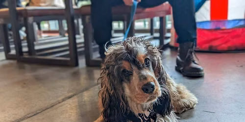  Liverpool - All Paws Pup Up Cafe \u2600\ufe0f