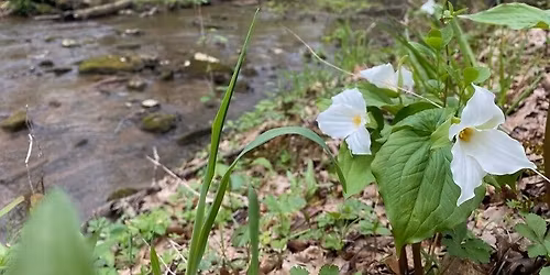 Spring Wildflower Walk