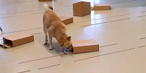 Nosework - emballasjekurs