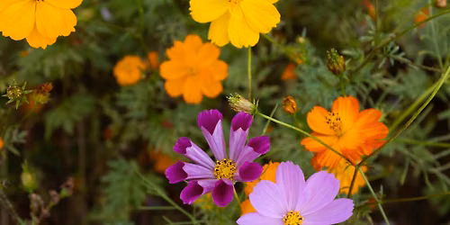 Marygrove Community Association Flower Arranging Event