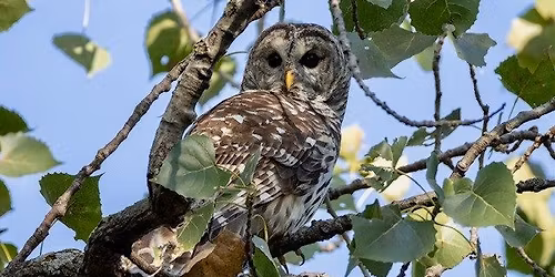 White Rock Lake Birdwalk