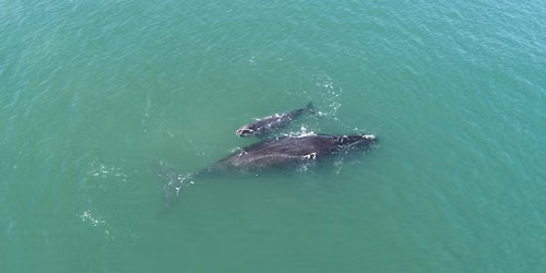 Get Ready! The North Atlantic Right Whales are coming!
