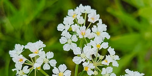 Prosper Prairie Walk