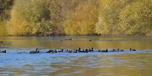 Balade naturaliste : La chor\u00e9graphie des migrateurs