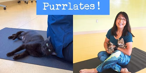 Purrlates!