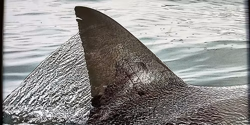 WHITE SHARK CAFE: Artist Talk with Skyler Thomas