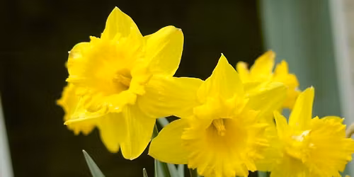 Spring Equinox - Alban Eiler celebration on Primrose Hill, London