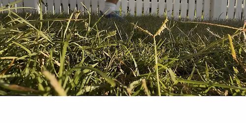 Froth Run Toowoomba - The Irish