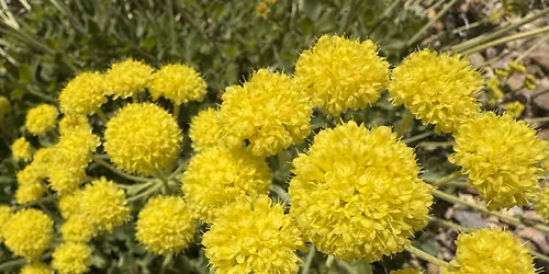 Plants That Thrive: Shrubs and Native Perennials