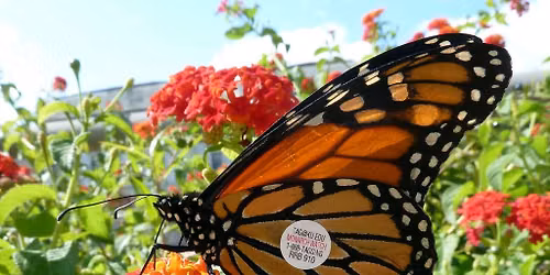 Monarch Tagging - FREE Drop-in Program