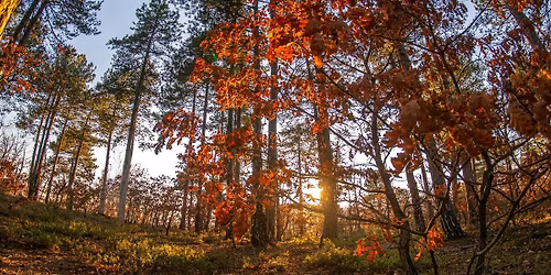 \u0394\u03c1\u03b1\u03c0\u03b5\u03c4\u03b5\u03cd\u03bf\u03c5\u03bc\u03b5 \u03bc\u03b5 \u0399\u03a7 \u03c3\u03c4\u03bf \u03b4\u03c1\u03c5\u03bf\u03b4\u03ac\u03c3\u03bf\u03c2 \u039c\u03bf\u03b3\u03b3\u03bf\u03c3\u03c4\u03bf\u03cd \u03c3\u03c4\u03b7\u03bd \u03bf\u03c1\u03b5\u03b9\u03bd\u03ae \u039a\u03bf\u03c1\u03b9\u03bd\u03b8\u03af\u03b1!