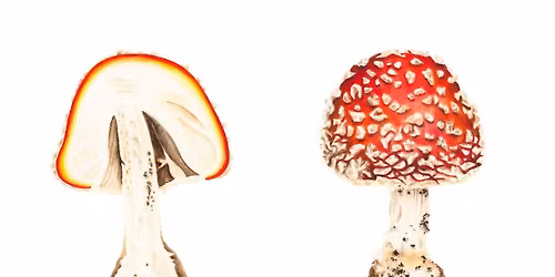 Watercolour Mushrooms for Beginners