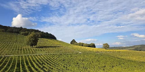HIKE 17km Jane Austen's Box Hill, England's largest vineyard & North Downs