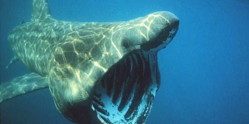 Marine Discovery Day - Films and Short Talks