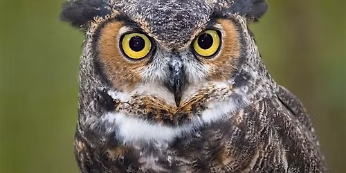 Owl Prowl: Family Program, $4 per person upon arrival