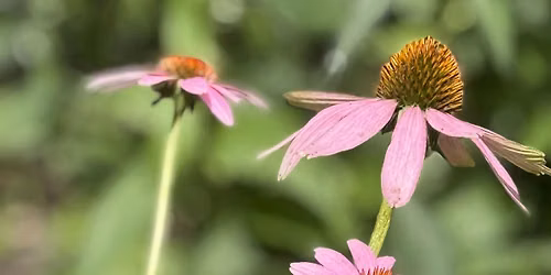 UNMC Indigenous Medicine Garden Volunteer Day