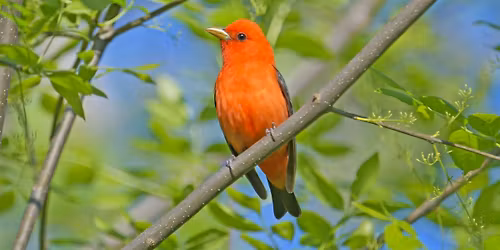 Spring Migration at Bowyer Farm