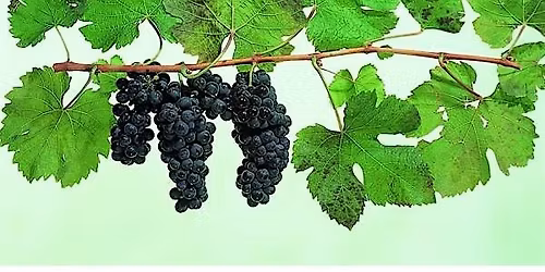 A Taste of New Zealand