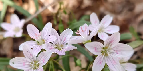 Spring Flora Wild Edible Hike
