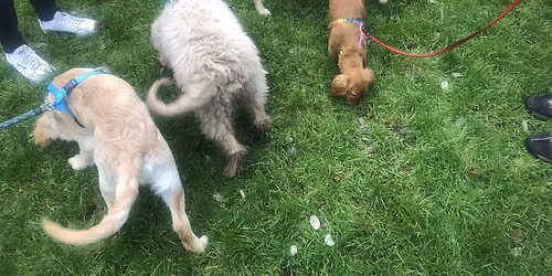 June  Puppy Classes Raheny