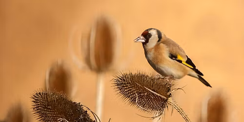 Autumn Wildlife Wander