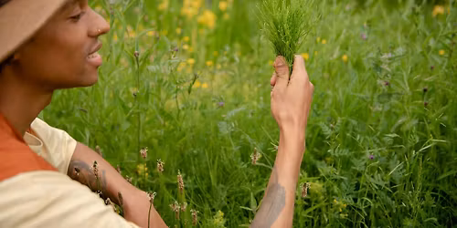 Discover Wild Medicinal Herbs