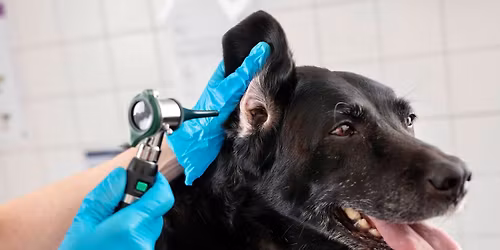 Applied Clinical Dermatology